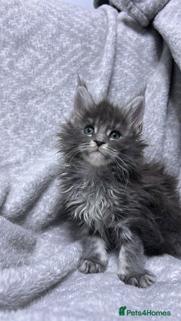 Maine Coon cats maine coon - Advert 14