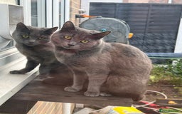 Russian Blue cats for sale: Part Ragdoll and Russian Blue Kittens for sale - Image 7