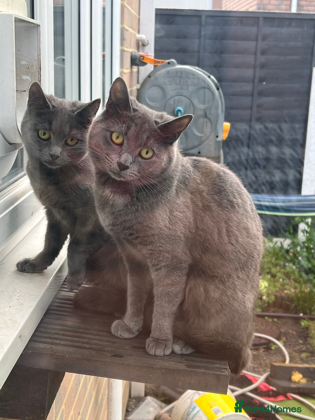 Russian Blue cats for sale: Part Ragdoll and Russian Blue Kittens for sale - Image 7