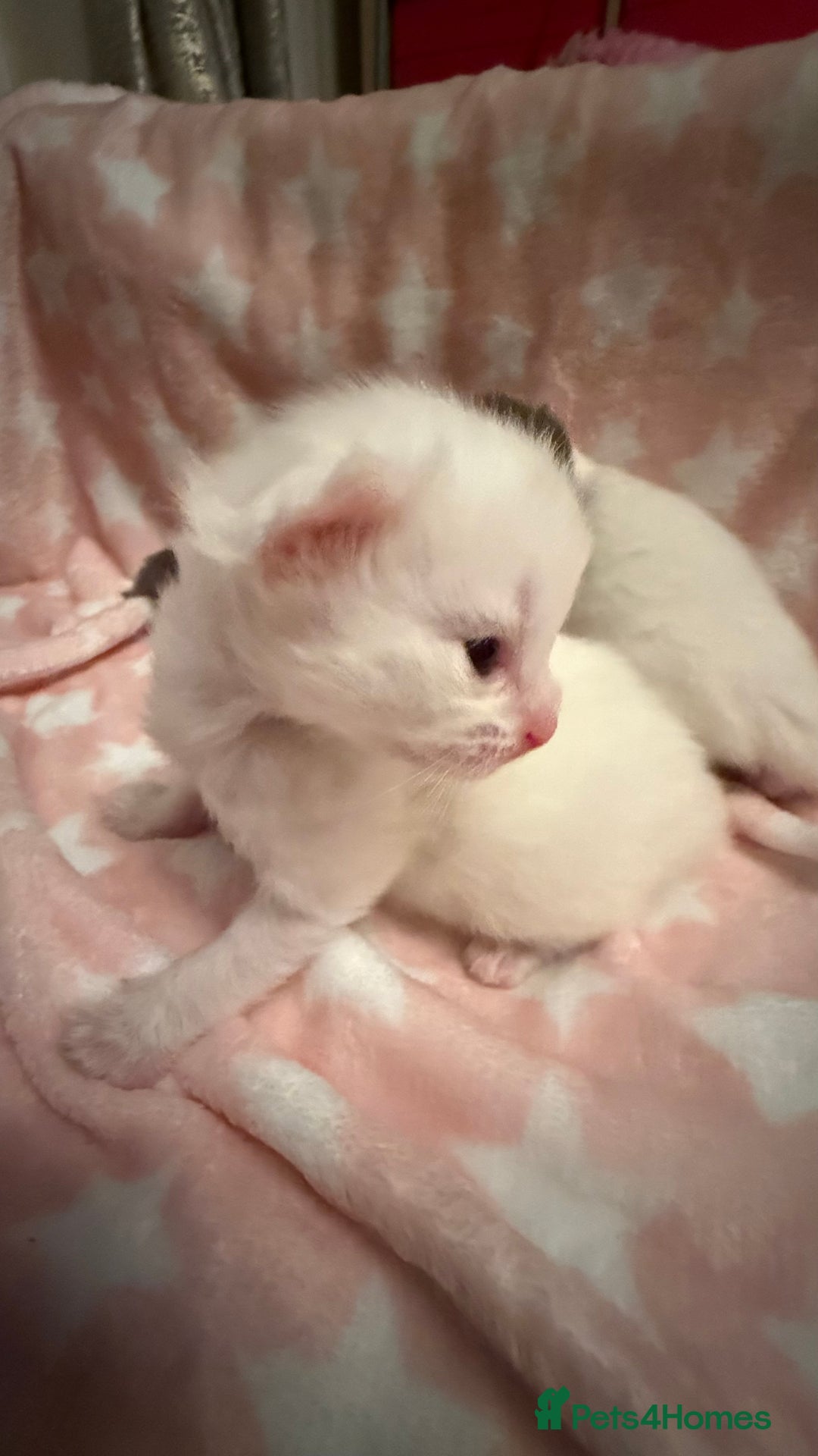 Ragdoll cats for sale: Stunning Ragdoll Kittens girl and boys  - Advert 15
