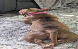 American Bully dogs for sale: Micro bully female  - Image 3
