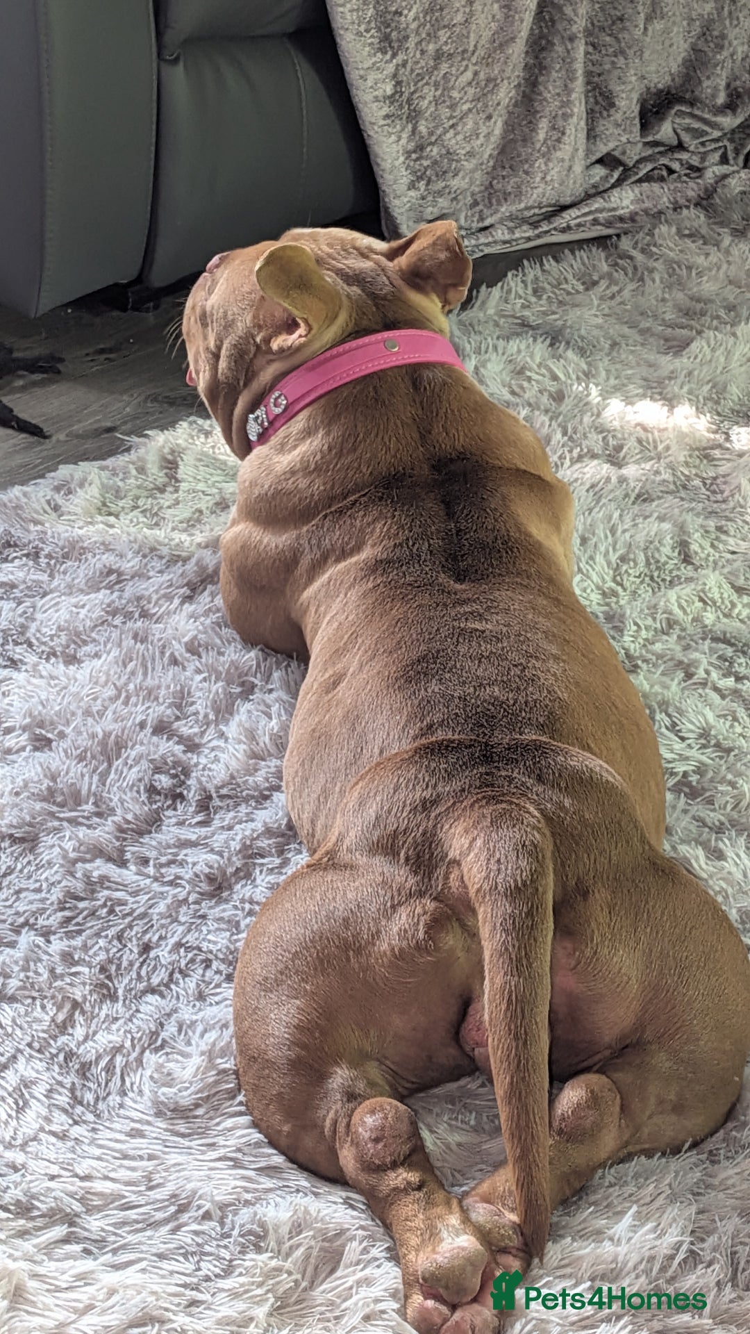 American Bully dogs for sale: Micro bully female  - Image 3