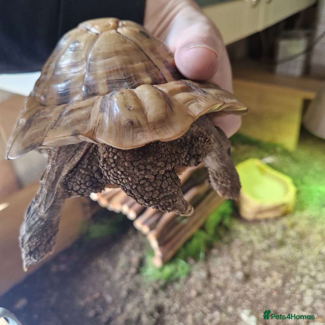 Tortoise reptiles for sale: Hermans - Advert 3