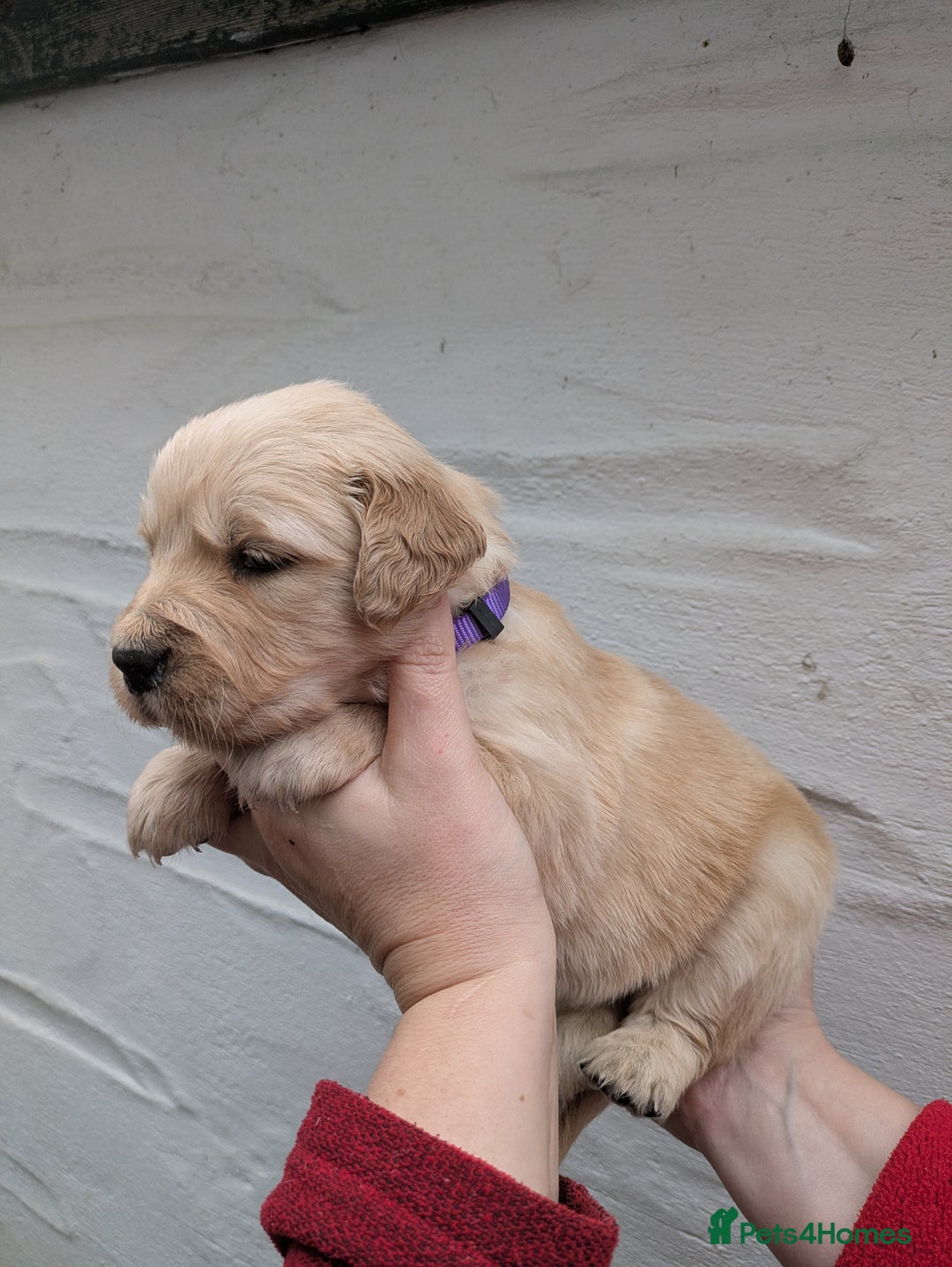 Golden Retriever dogs for sale: KC Top quality golden retrievers - Advert 6