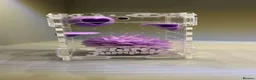 Spiders invertebrates for sale: Apalachicola Jumping spider  - Advert 5