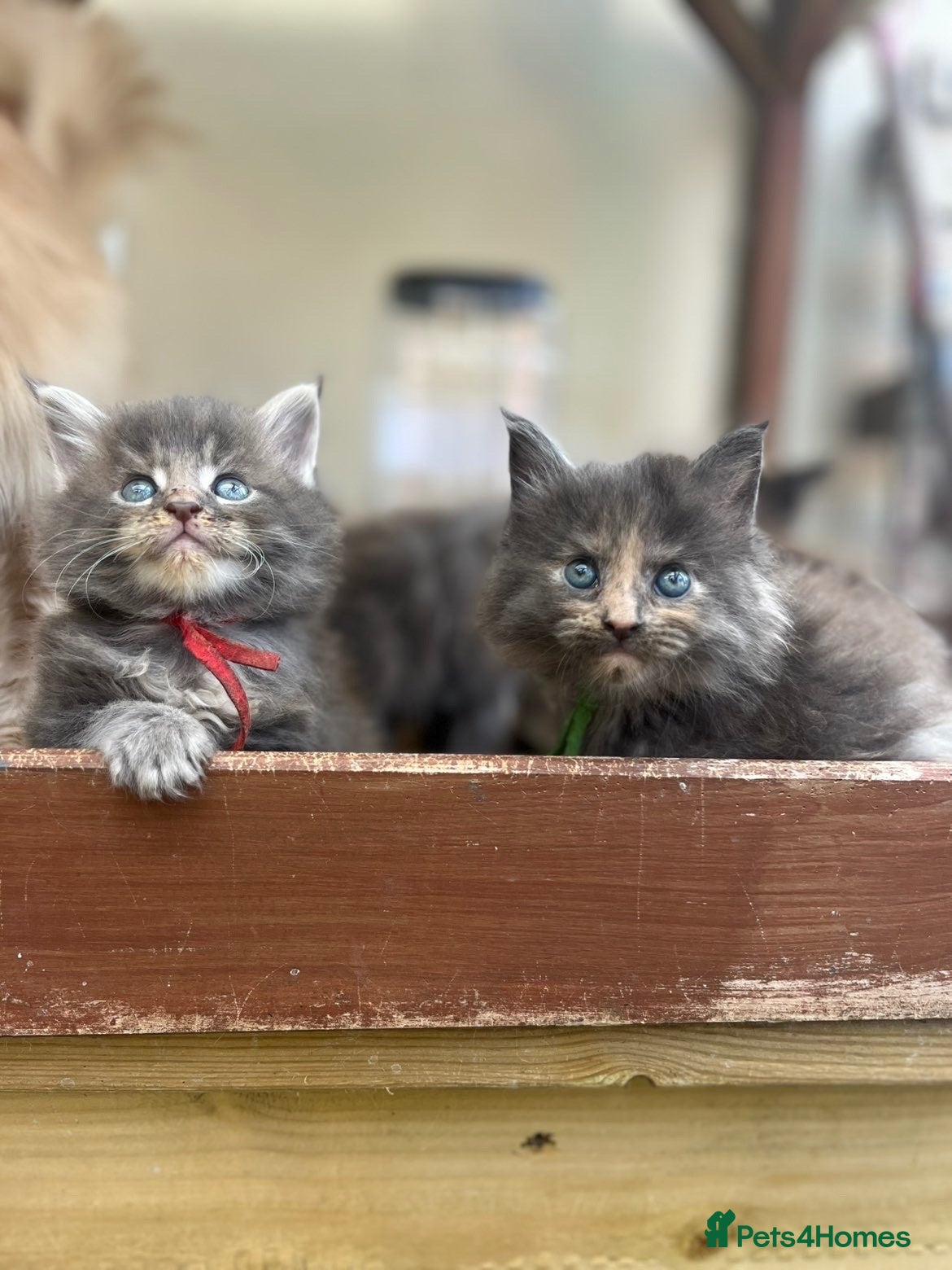 Maine Coon cats TICA Registered Maine Coon Kittens 🐾 - Advert 9