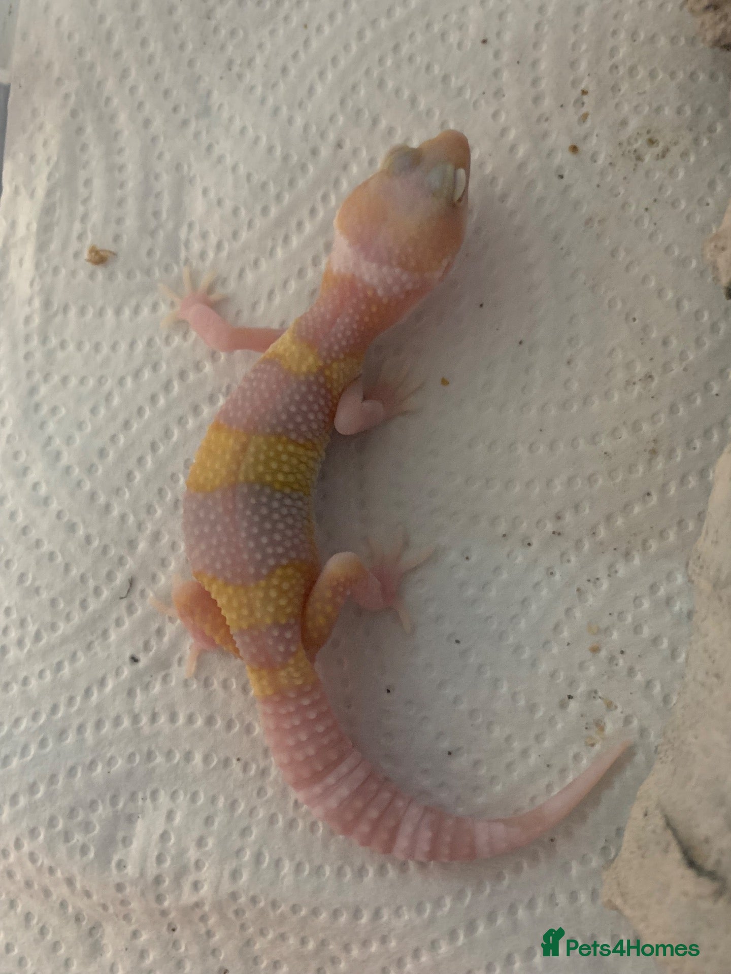 Leopard Gecko reptiles Albino leopard geckos cb26 - Advert 5