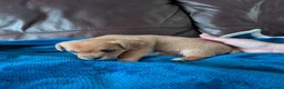 Jack Chi dogs for sale: 7 Jack Chi Puppies - Advert 9