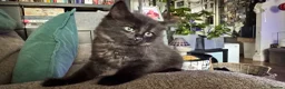 Mixed Breed cats for sale: Stunning kittens 🐈‍⬛  - Advert 23