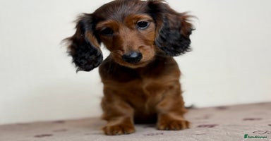 Miniature Dachshund dogs Mini long hair dapple dachshunds - Advert 6