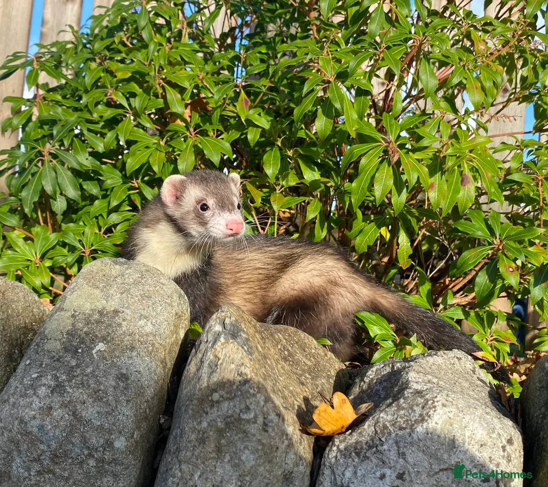 Ferret rodents for sale: Ferret for sale  - Advert 2