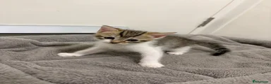 Bengal 3
