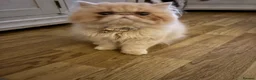 Persian cats for sale: 1 year old champagne pure breed Persian boy  - Advert 6