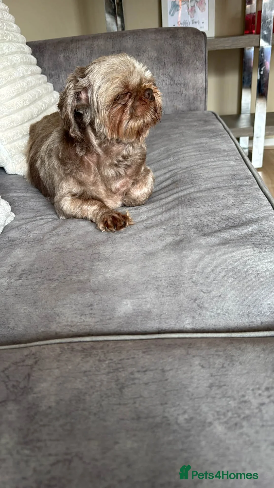 Shih Tzu dogs for sale: Coco  in Worcester - Advert 3