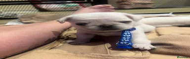 Pug 2
