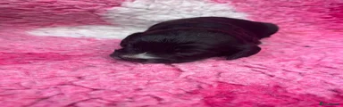 Cockapoo 6