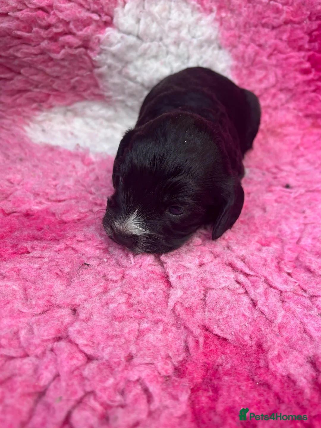 Cockapoo dogs for sale: Cockapoo puppies in Bishop Auckland - Advert 2