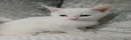 Turkish Angora cats for sale: Turkish angora in Bradford - Advert 4