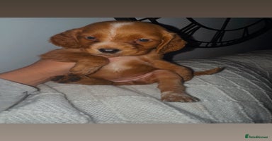 Cocker Spaniel dogs - Advert 2