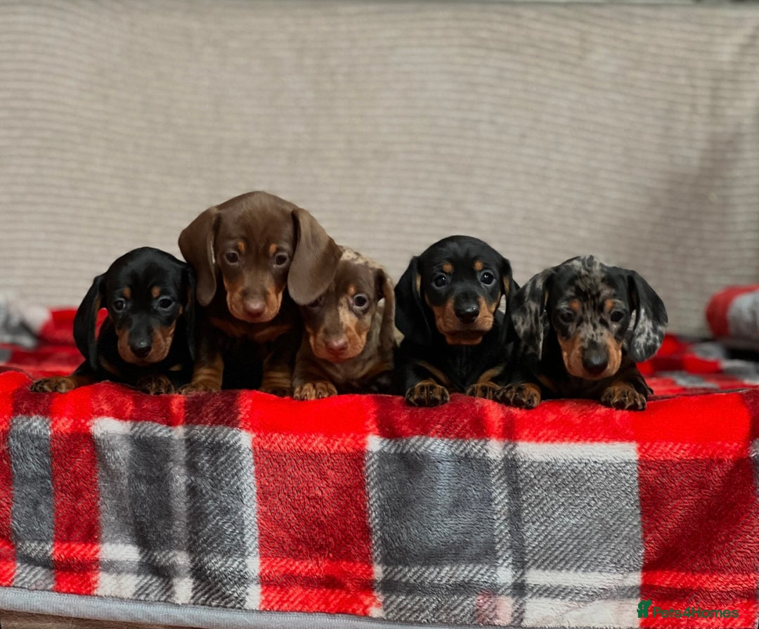 Miniature Dachshund dogs for sale: STUNNING DACHSUND PUPPIES  - Image 8