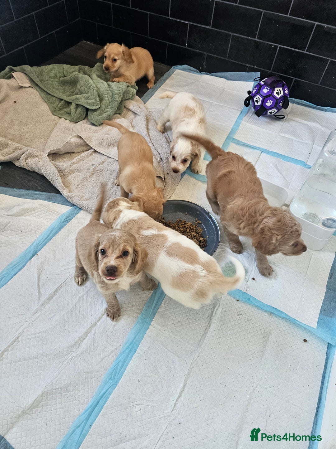 Cockapoo dogs for sale: Cockapoo puppoes - Image 2