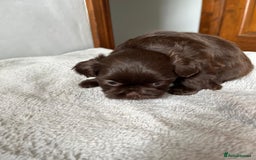 Shihpoo dogs for sale: Shihpoo puppies for sale. - Image 10