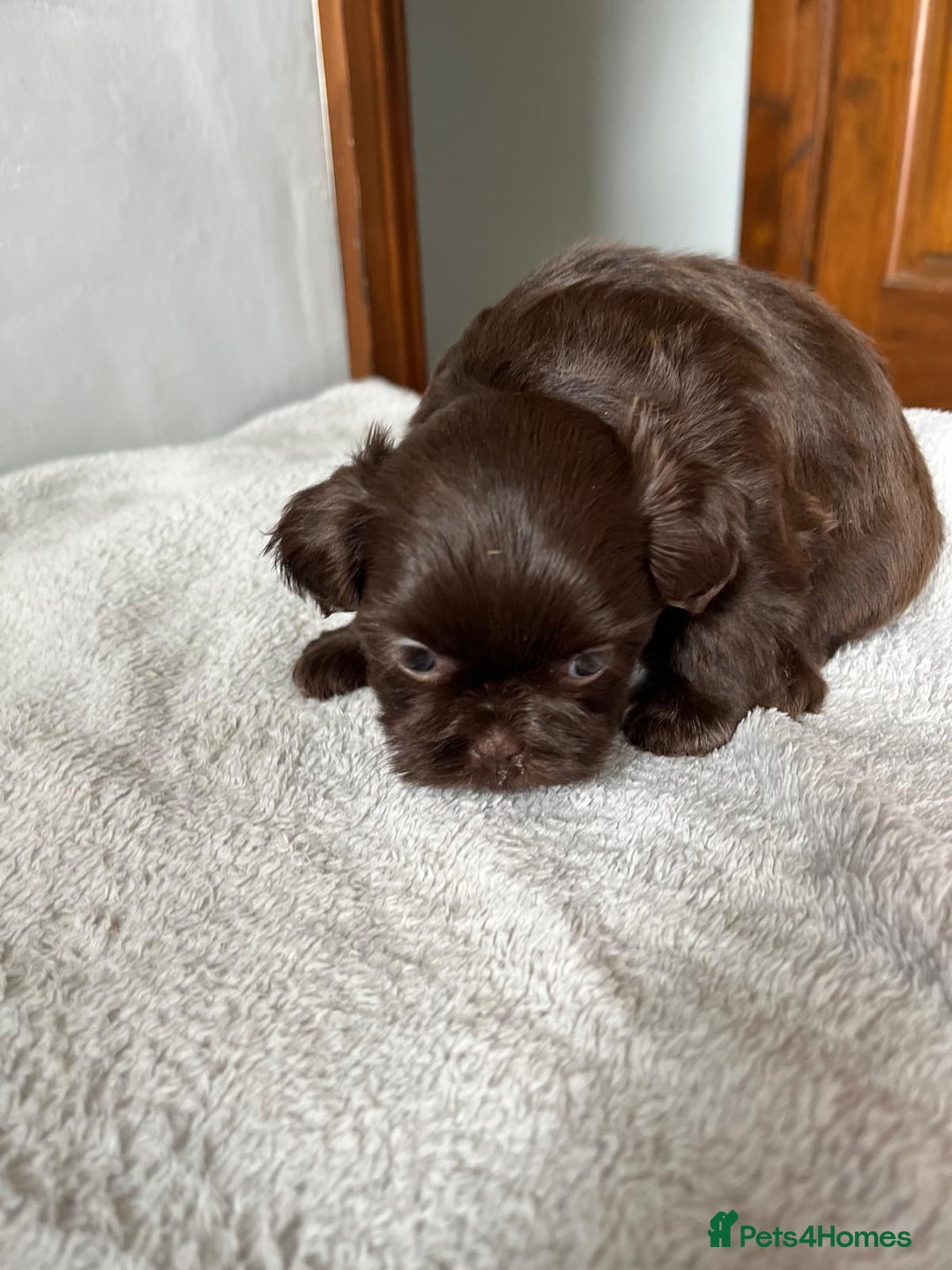 Shihpoo dogs for sale: Shihpoo puppies for sale. - Image 10