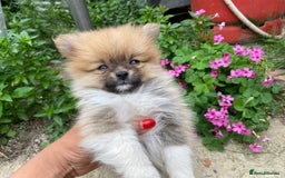Pomeranian dogs for sale: Beautiful Russian bloodline Pomeranian puppies - Image 25