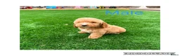 Cockapoo dogs for sale: F1 cockapoos - Advert 3