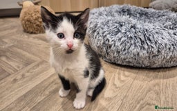 Mixed Breed cats for sale: 5 lovely kittens - Advert 6