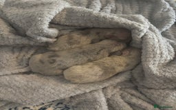 Mixed Breed dogs for sale: French bulldog X English bulldog  - Image 13