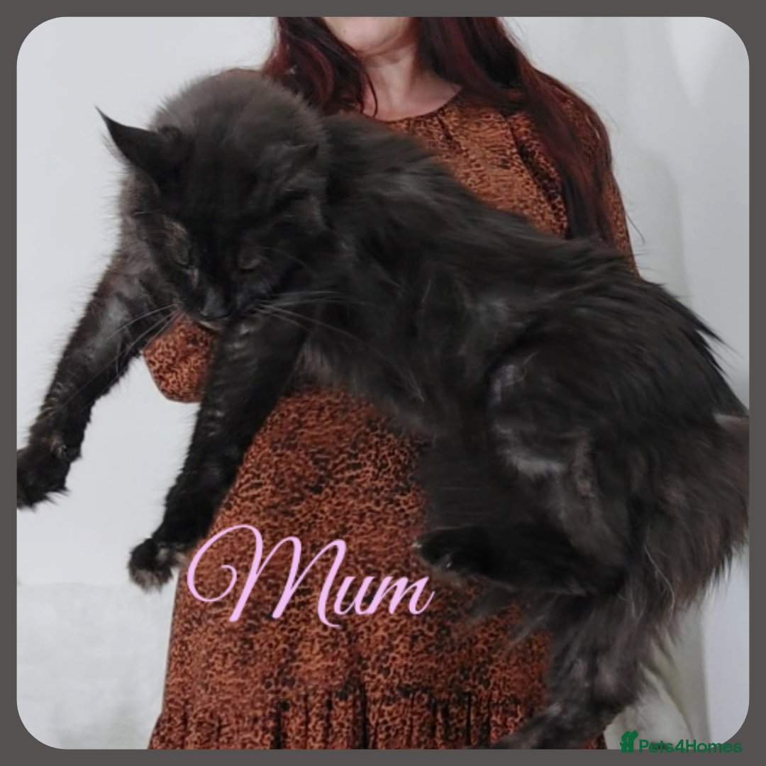 Maine Coon cats Beautiful Russian Bloodline babies  - Advert 1