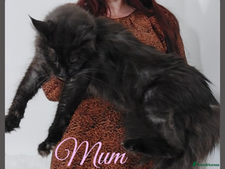 Maine Coon cats Beautiful Russian Bloodline babies - Advert 1