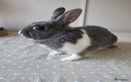 Netherland Dwarf rabbits for sale: Beautiful Netherland dwarf female  - Image 1