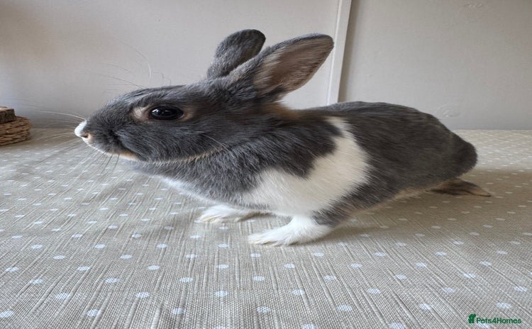 Netherland Dwarf rabbits - Advert 13