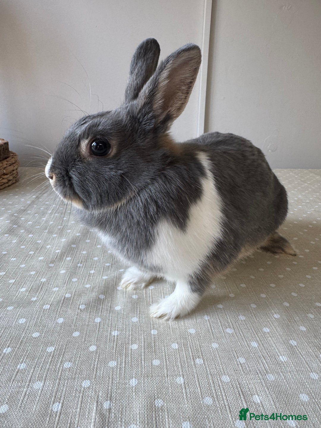 Netherland Dwarf rabbits for sale: Beautiful Netherland dwarf female  - Image 1