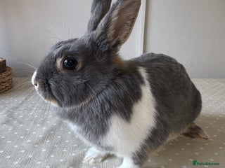 Netherland Dwarf rabbits - Advert 7