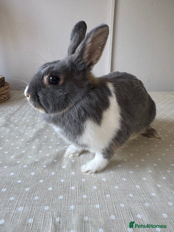 Netherland Dwarf rabbits - Advert 4