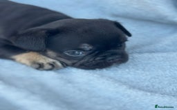 French Bulldog dogs for sale: A very very special girl - Image 2