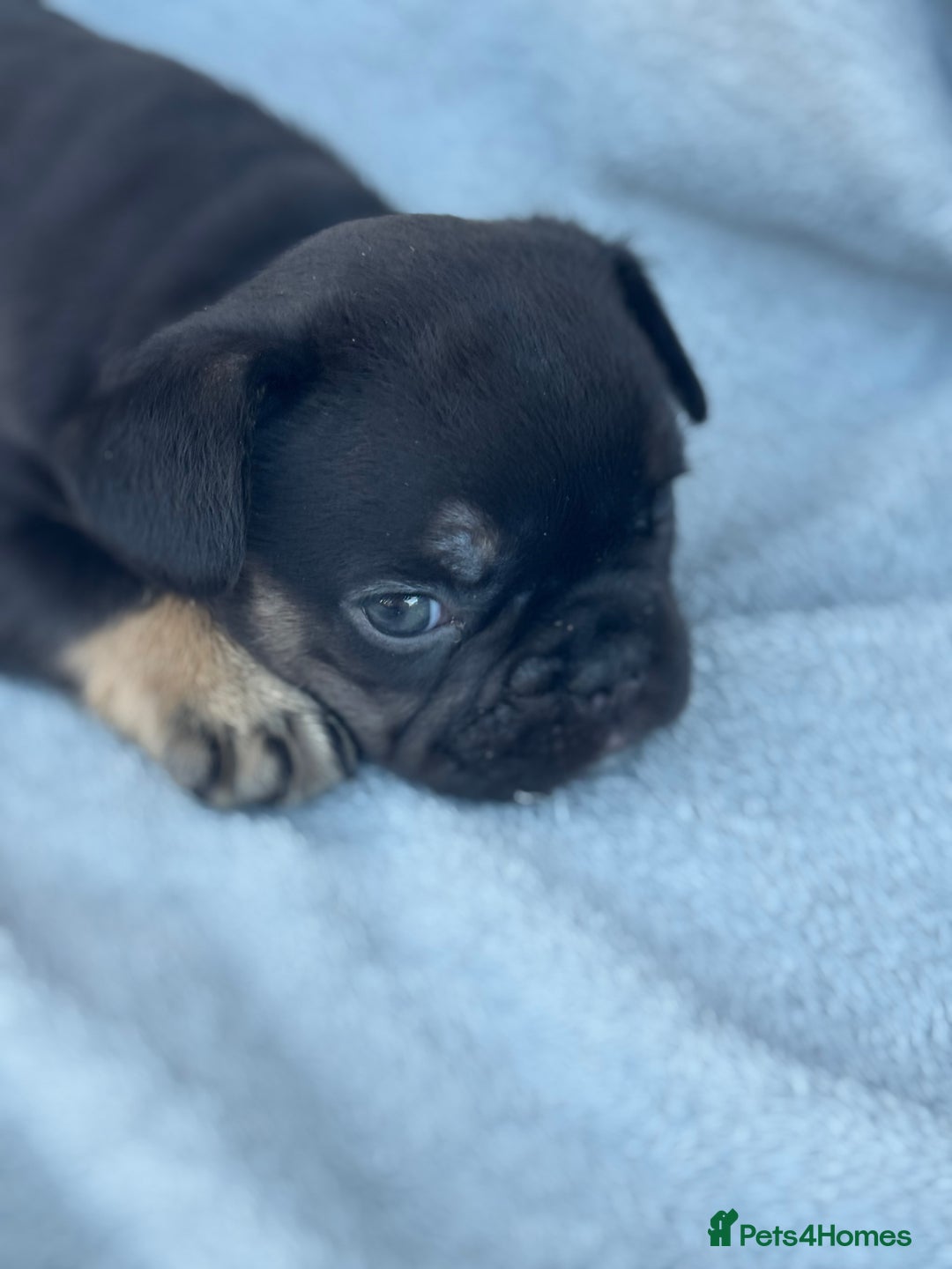 French Bulldog dogs for sale: A very very special girl - Image 2
