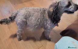 Cavapoo dogs for sale: Gorgeous cavapoo puppies  - Image 7