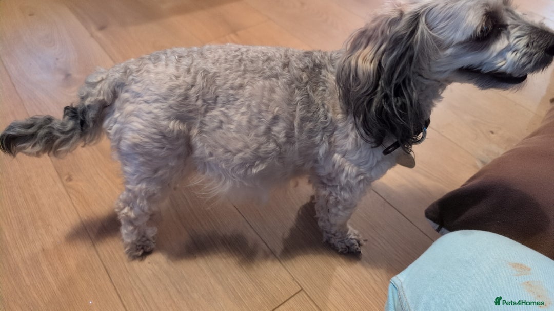 Cavapoo dogs for sale: Gorgeous cavapoo puppies  - Image 7