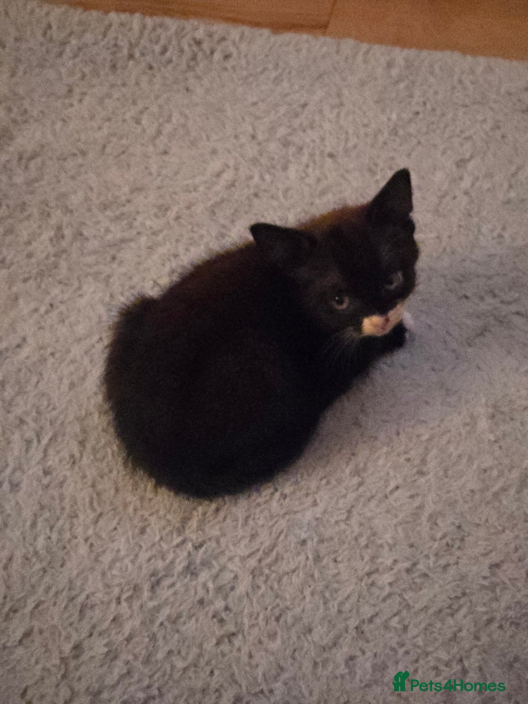 Mixed Breed cats for sale: Black and white female kitten  - Image 3