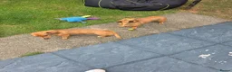 Dachshund dogs for sale: Brothers - Mini dachshunds - Advert 2