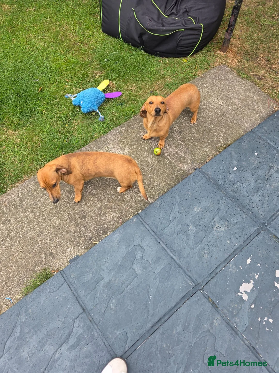 Dachshund dogs for sale: Brothers - Mini dachshunds - Advert 2