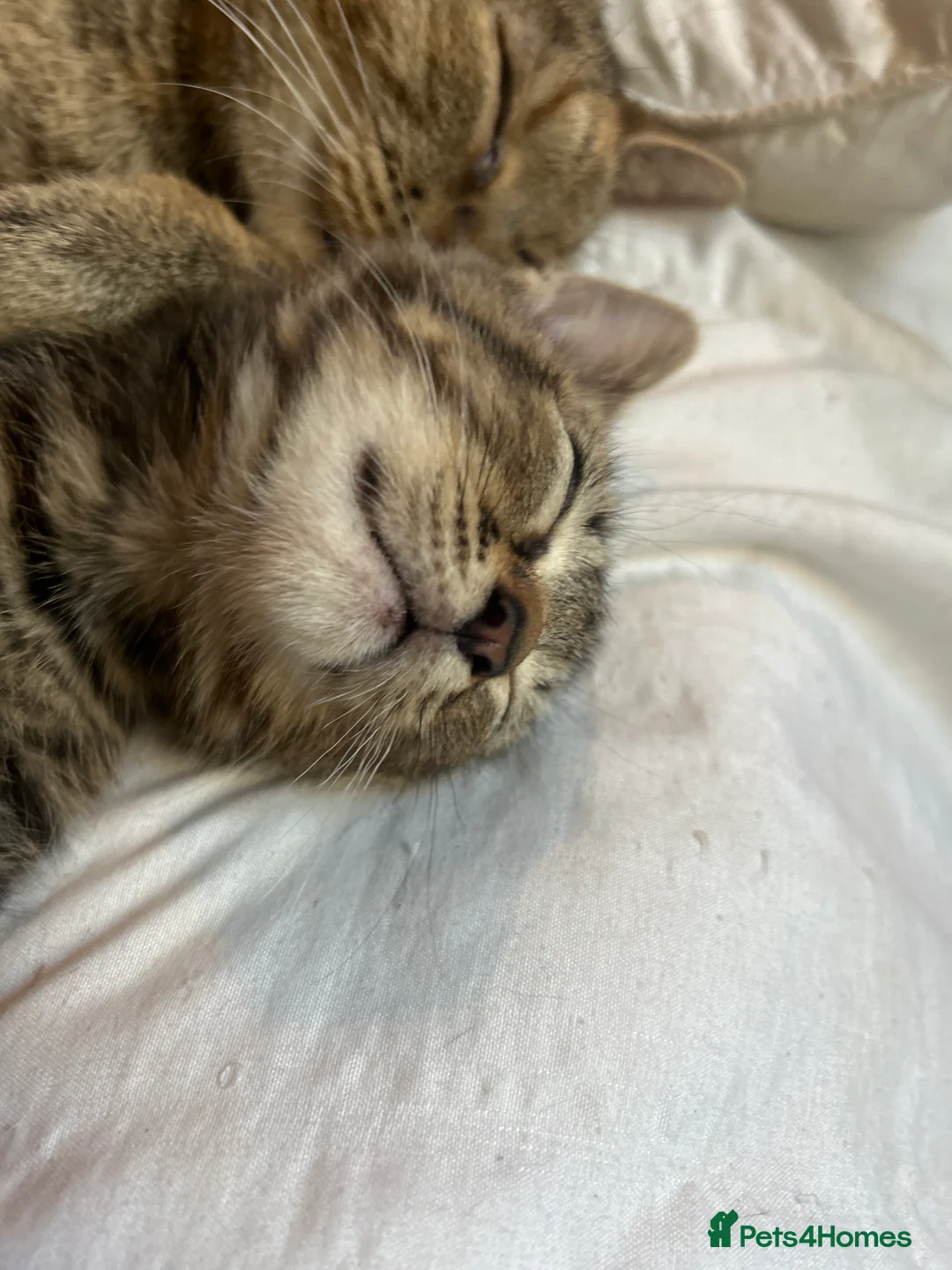 Mixed Breed cats for sale: Tabby kitten  - Advert 2