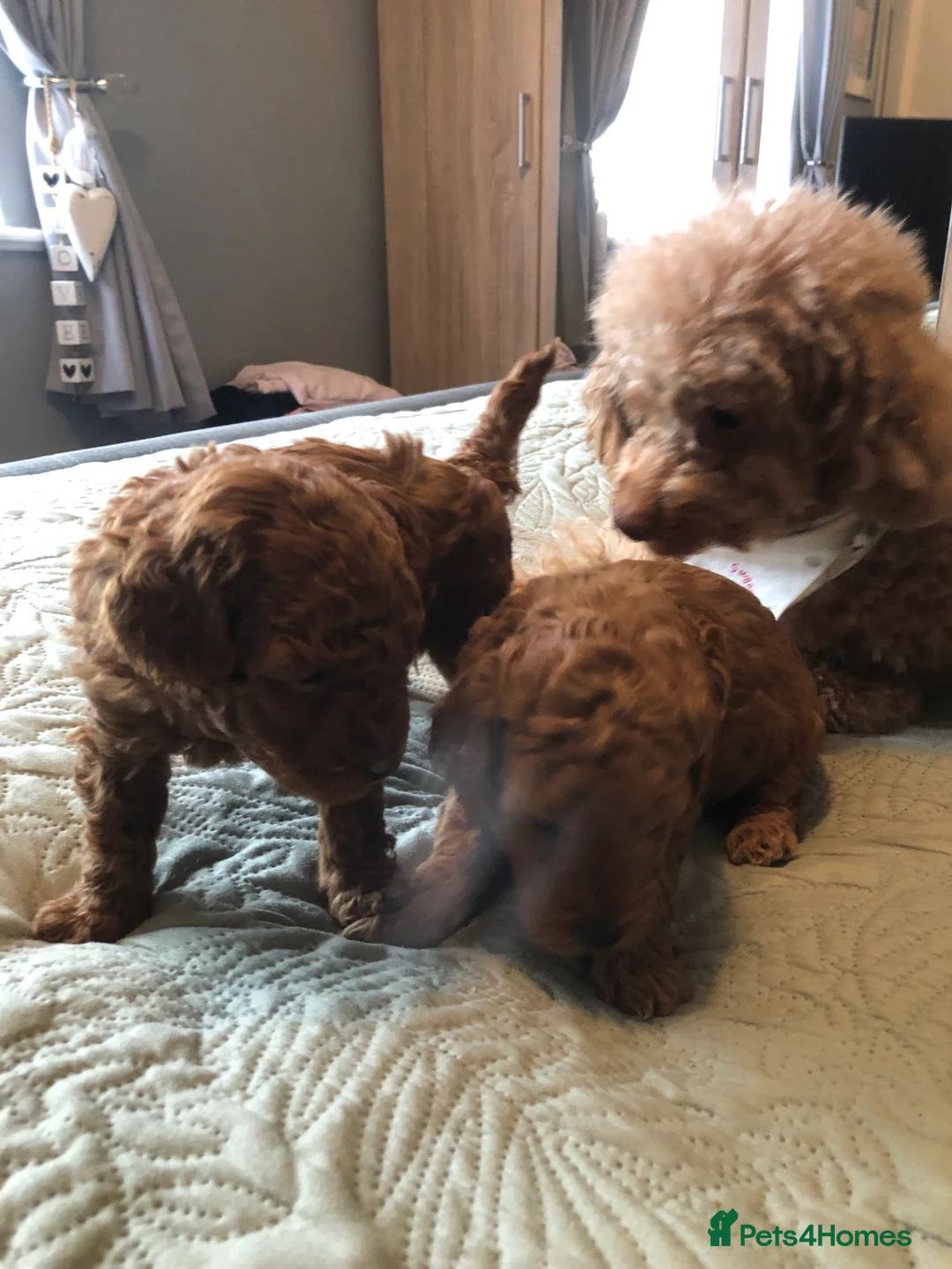 Toy Poodle dogs for sale: Adorable happy deep red toy poodles  in Rochdale - Advert 2