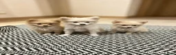 Pomeranian dogs for sale: Pomeranian puppies ready now  - Advert 5