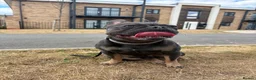 French Bulldog dogs for stud: Caesar  - Advert 5