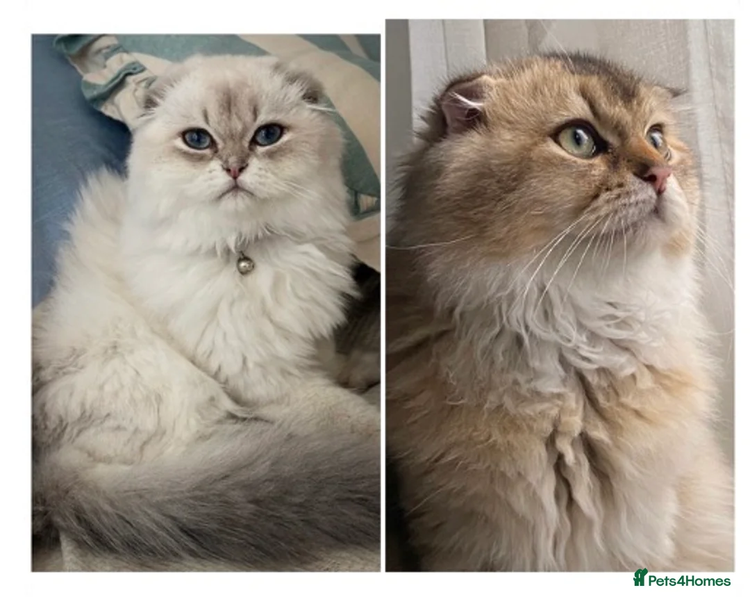 Scottish Fold cats for stud: Inter-champion SFLH straight male stud only  - Advert 12